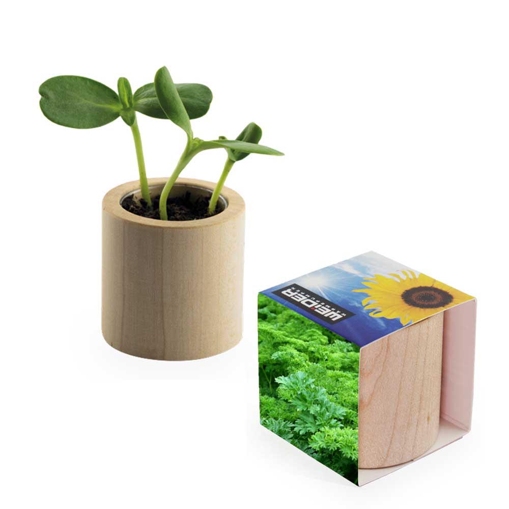 Houten plantenset rond met zaden - Peterselie